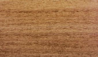 Poplar